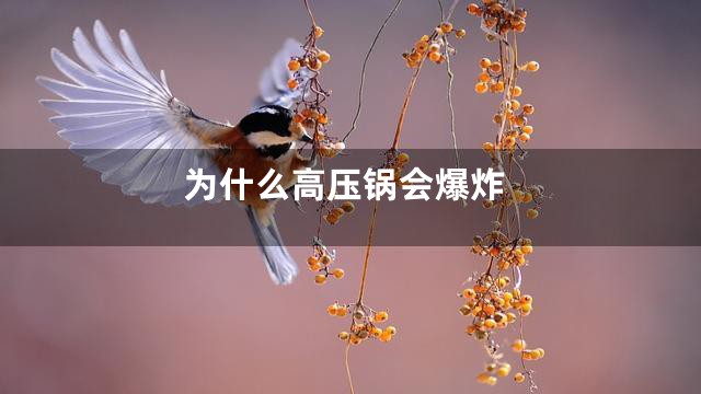 为什么高压锅会爆炸
