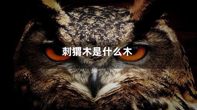 刺猬木是什么木