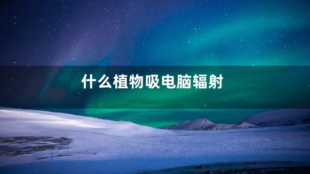 什么植物吸电脑辐射