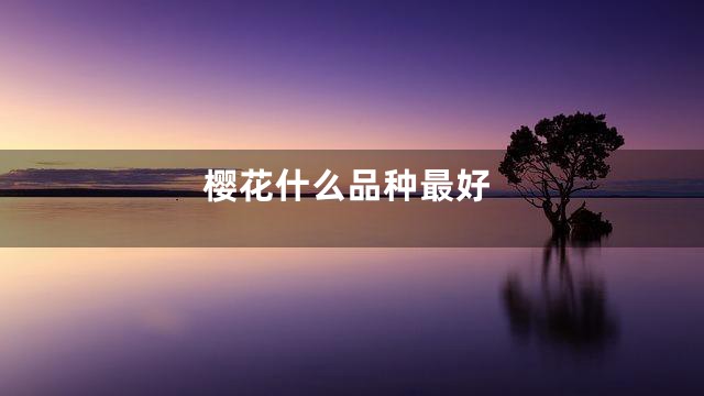 樱花什么品种最好