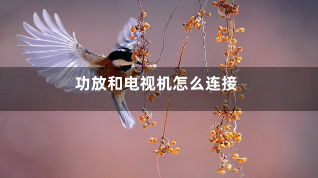 功放和电视机怎么连接