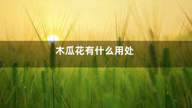 木瓜花有什么用处
