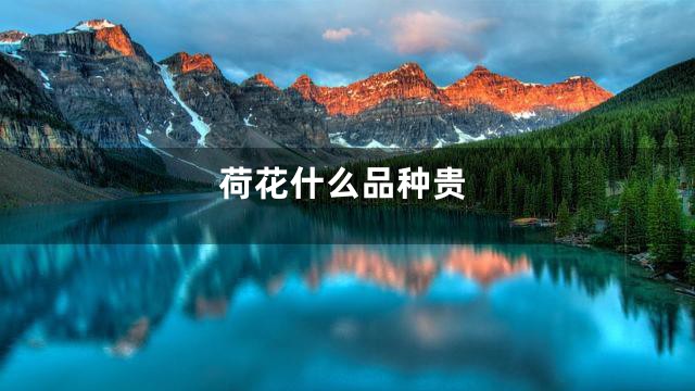 荷花什么品种贵