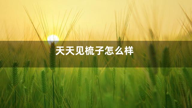 天天见梳子怎么样