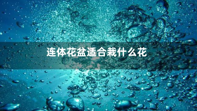 连体花盆适合栽什么花