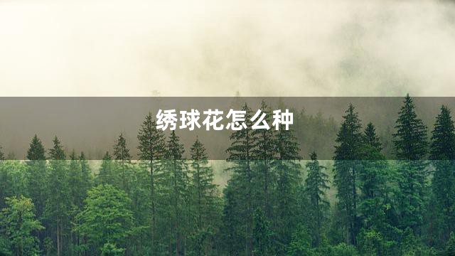 绣球花怎么种