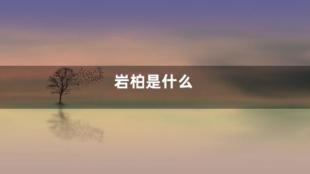 岩柏是什么