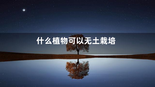 什么植物可以无土栽培