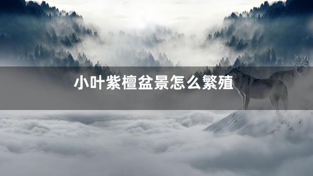 小叶紫檀盆景怎么繁殖