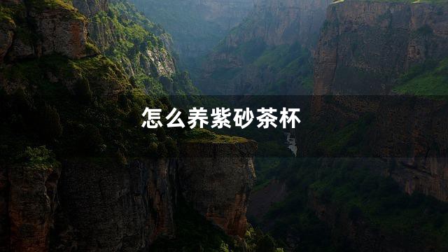 怎么养紫砂茶杯