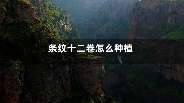 条纹十二卷怎么种植