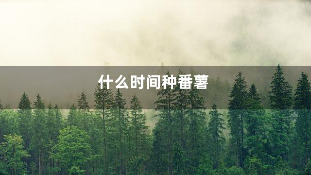 什么时间种番薯