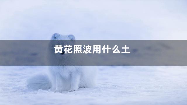 黄花照波用什么土