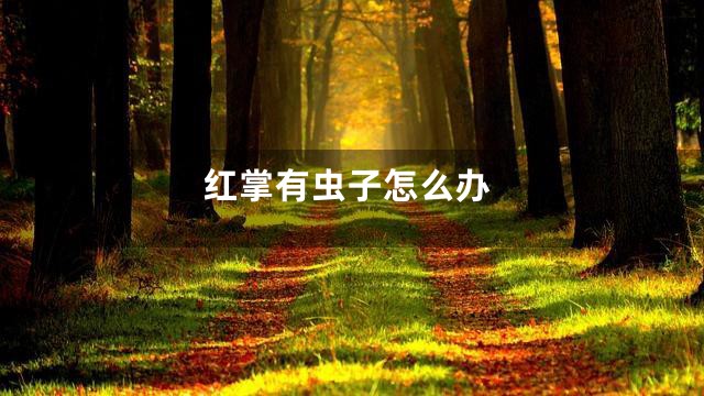 红掌有虫子怎么办