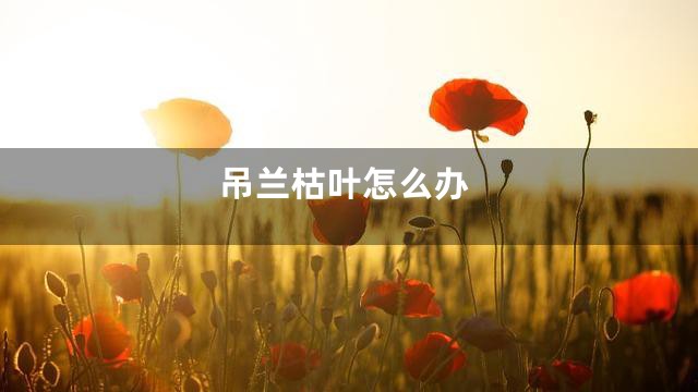 吊兰枯叶怎么办